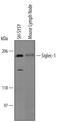 Sialic Acid Binding Ig Like Lectin 1 antibody, AF5197, R&D Systems, Western Blot image 