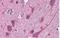 Signal Transducing Adaptor Family Member 2 antibody, NB300-987, Novus Biologicals, Immunohistochemistry frozen image 