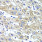 Glutaminyl-TRNA Synthetase antibody, LS-C346155, Lifespan Biosciences, Immunohistochemistry frozen image 