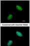 EXO1 antibody, PA5-29058, Invitrogen Antibodies, Immunofluorescence image 