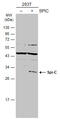 Spi-C Transcription Factor antibody, GTX104182, GeneTex, Western Blot image 