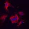 Endothelin 1 antibody, MAB3440, R&D Systems, Immunofluorescence image 