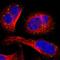 Inter-Alpha-Trypsin Inhibitor Heavy Chain 4 antibody, PA5-52031, Invitrogen Antibodies, Immunofluorescence image 