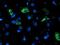 NADH:Ubiquinone Oxidoreductase Subunit A5 antibody, NBP2-01454, Novus Biologicals, Immunocytochemistry image 