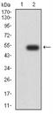 Autophagy Related 13 antibody, NBP2-52418, Novus Biologicals, Western Blot image 