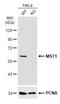 Serine/Threonine Kinase 4 antibody, NBP1-31233, Novus Biologicals, Western Blot image 