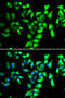 FKBP Prolyl Isomerase 8 antibody, 22-685, ProSci, Immunofluorescence image 