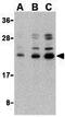 Caspase 6 antibody, GTX31707, GeneTex, Western Blot image 