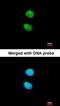 Zinc Finger With KRAB And SCAN Domains 3 antibody, orb73751, Biorbyt, Immunocytochemistry image 