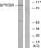 G Protein-Coupled Receptor Class C Group 6 Member A antibody, LS-C120707, Lifespan Biosciences, Western Blot image 