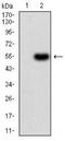 Alpha-1-antitrypsin antibody, NBP2-52557, Novus Biologicals, Western Blot image 