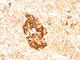 Ferritin Mitochondrial antibody, V7209SAF-100UG, NSJ Bioreagents, Western Blot image 