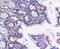 Lamin B1 antibody, NBP2-67405, Novus Biologicals, Immunohistochemistry paraffin image 