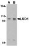 Lysine Demethylase 1A antibody, LS-B3800, Lifespan Biosciences, Western Blot image 