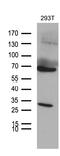 Mediator Complex Subunit 28 antibody, M08611, Boster Biological Technology, Western Blot image 