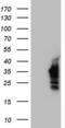 NK3 Homeobox 1 antibody, LS-C339497, Lifespan Biosciences, Western Blot image 
