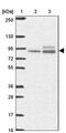 ABR Activator Of RhoGEF And GTPase antibody, PA5-63028, Invitrogen Antibodies, Western Blot image 