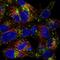 Asialoglycoprotein Receptor 1 antibody, NBP1-85581, Novus Biologicals, Immunofluorescence image 