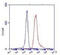 CREB Regulated Transcription Coactivator 1 antibody, STJ98565, St John