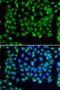 Ring Finger Protein 8 antibody, LS-C346347, Lifespan Biosciences, Immunofluorescence image 