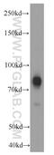 Transient Receptor Potential Cation Channel Subfamily C Member 4 Associated Protein antibody, 66138-1-Ig, Proteintech Group, Western Blot image 