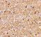 Reticulon 4 antibody, AHP1799, Bio-Rad (formerly AbD Serotec) , Immunohistochemistry paraffin image 