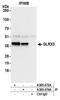 Glutaredoxin 3 antibody, A305-074A, Bethyl Labs, Immunoprecipitation image 