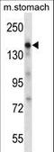 Epidermal Growth Factor antibody, LS-C167655, Lifespan Biosciences, Western Blot image 