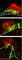 GFP antibody, ab290, Abcam, Immunofluorescence image 