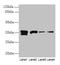 Apurinic/Apyrimidinic Endodeoxyribonuclease 1 antibody, LS-C285451, Lifespan Biosciences, Western Blot image 