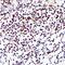 Promyelocytic Leukemia antibody, GTX55751, GeneTex, Immunohistochemistry paraffin image 