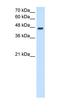 N-Myc Downstream Regulated 1 antibody, orb330524, Biorbyt, Western Blot image 