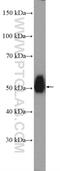 Kynurenine Aminotransferase 1 antibody, 12156-1-AP, Proteintech Group, Western Blot image 