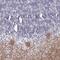 Solute Carrier Family 1 Member 6 antibody, PA5-60606, Invitrogen Antibodies, Immunohistochemistry paraffin image 