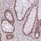 Zinc Finger RNA Binding Protein 2 antibody, NBP2-38766, Novus Biologicals, Immunohistochemistry frozen image 