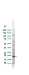 Claudin 1 antibody, PA5-32350, Invitrogen Antibodies, Western Blot image 