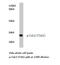 Cyclin Dependent Kinase 1 antibody, LS-C177883, Lifespan Biosciences, Western Blot image 