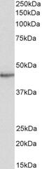 Signal Transducing Adaptor Family Member 2 antibody, 46-439, ProSci, Enzyme Linked Immunosorbent Assay image 
