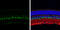 Period Circadian Regulator 2 antibody, GTX129688, GeneTex, Immunohistochemistry paraffin image 