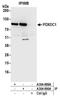 Pyridoxal Dependent Decarboxylase Domain Containing 1 antibody, A304-890A, Bethyl Labs, Immunoprecipitation image 