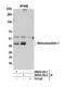 Reticulocalbin 1 antibody, NB500-256, Novus Biologicals, Western Blot image 