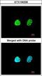 Heterogeneous Nuclear Ribonucleoprotein A1 antibody, GTX106208, GeneTex, Immunofluorescence image 