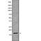 RNA Polymerase II Subunit H antibody, abx149876, Abbexa, Western Blot image 