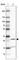 Thymocyte Nuclear Protein 1 antibody, HPA038733, Atlas Antibodies, Western Blot image 