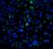 Interleukin-21 receptor antibody, 40105, QED Bioscience, Immunofluorescence image 