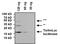 TurboLuc luciferase antibody, PA1-178, Invitrogen Antibodies, Western Blot image 
