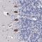 C11orf66 antibody, NBP1-93873, Novus Biologicals, Immunohistochemistry frozen image 