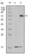 Serine/Threonine/Tyrosine Kinase 1 antibody, AM06201SU-N, Origene, Western Blot image 