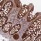 Prolyl Endopeptidase antibody, NBP2-32015, Novus Biologicals, Immunohistochemistry paraffin image 