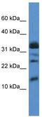 Elongation Factor 1 Homolog antibody, TA342951, Origene, Western Blot image 